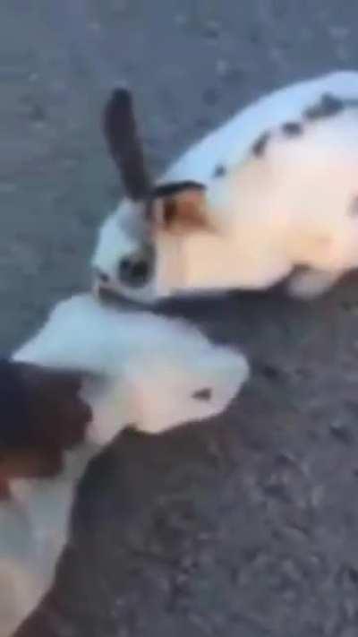 Emotional roller coaster