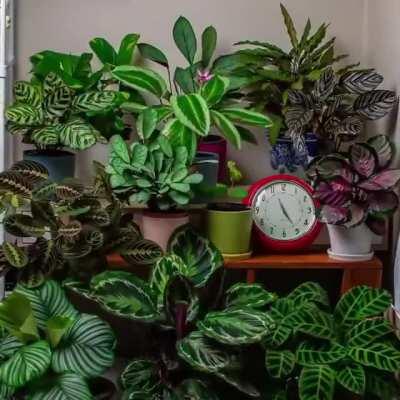 Movement of plants over 24 hours