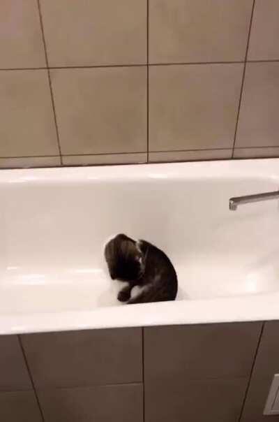 Harley and her pussy in the bathroom by Tniwe