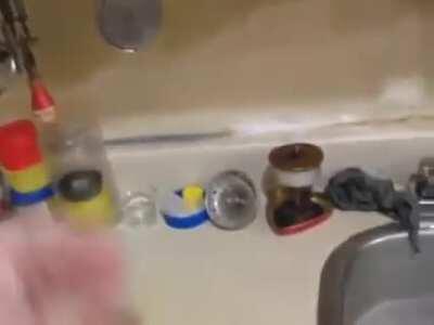 Tonetta's sperm factory