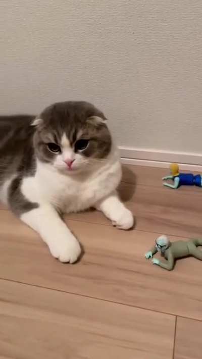 gato asustado con muñecos 🤣😆