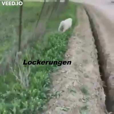 Krisenbewältigung der Regierung