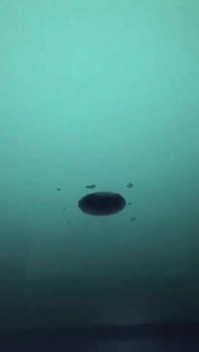 To rindo dessa poha até agr kkkkk