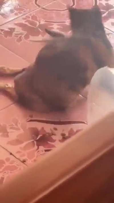 she just want to play