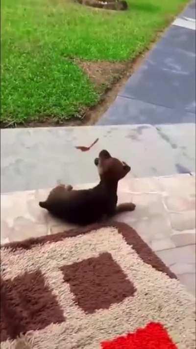 thE SAVagErY OF NATuRe cAn bE diFfiCuLT To wiTnEss