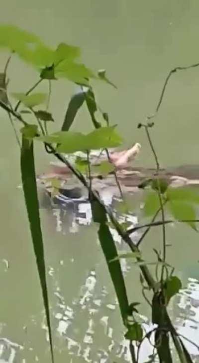 An aligator eating a thief.
