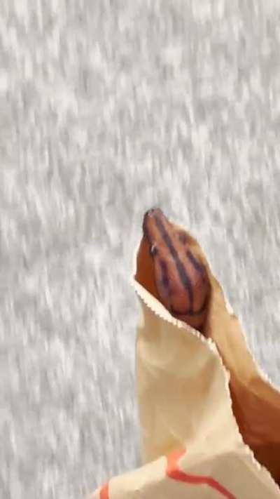 took my snake on a walk in a paper bag. i think he enjoyed it 🥰