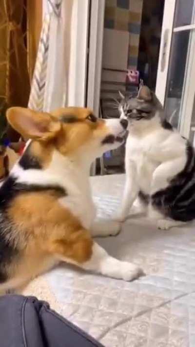 Pooch is allergic to the cat's haymakers