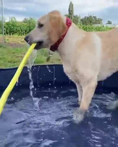 This is Piper. She was having a lovely day playing in the pool until it all went horribly, horribly wrong.