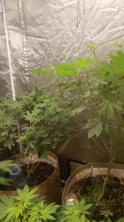 Give me some home grown weed, and I’ll lie with my ass out on your bed all day 