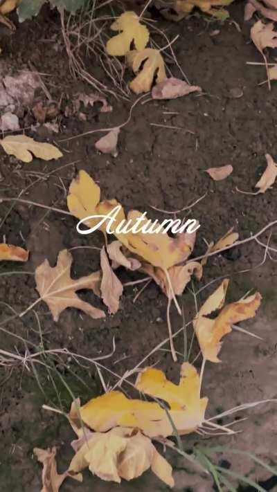 Autumn in Iraq (babil)