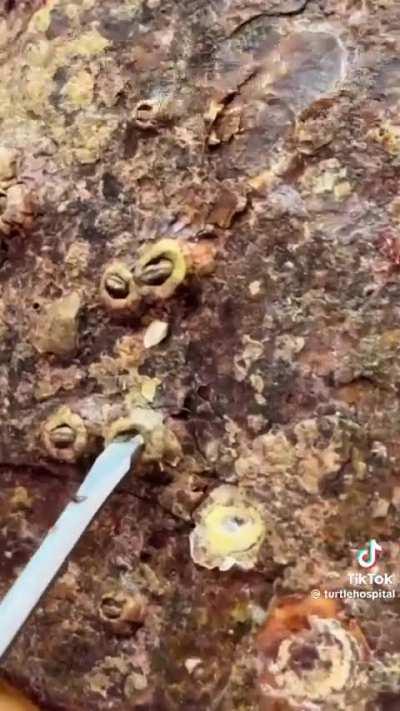 Removing barnacles from Harlow, the loggerhead turtle