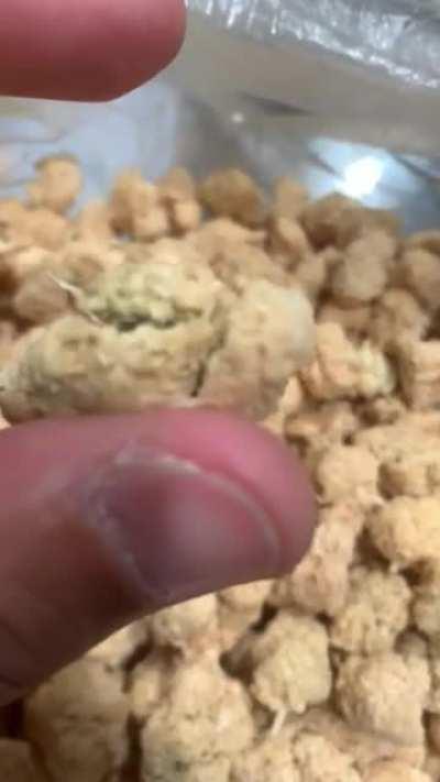 Albino Weed - Rare Genetic Mutation 😳