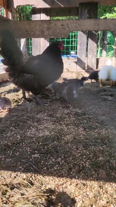 Quacker's with its foster family