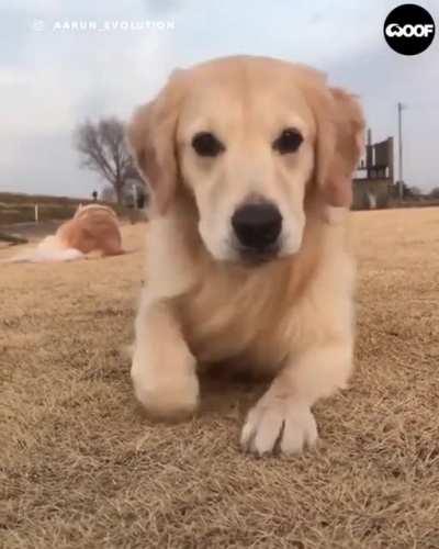 Just came to say hi !