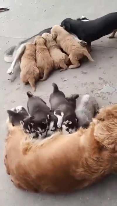 This two Mum feeding their pup's
