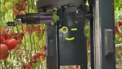 MetoMotion created an autonomous robot for tomato harvesting. It uses AI and 3G sensor vision technology to detect and pick ripe tomatoes, reducing labor costs by 90% and cutting production costs by 50%. The robot also collects data for better crop manage