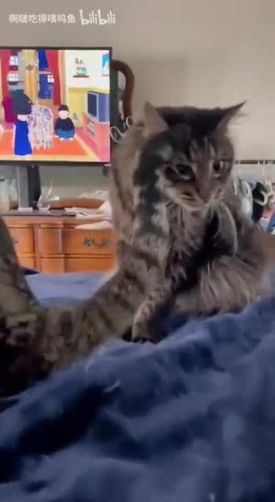 What? Cat is evolving! ... Congratulation! Your Cat evolved into Cat-Rex!