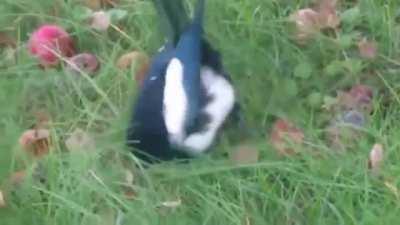 Eating rotting apples