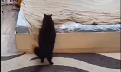 Cat making a bed.