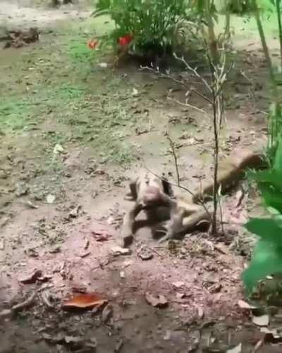 A sloth nonchalantly walks over the head of a huge anaconda, absolutely low-energy content