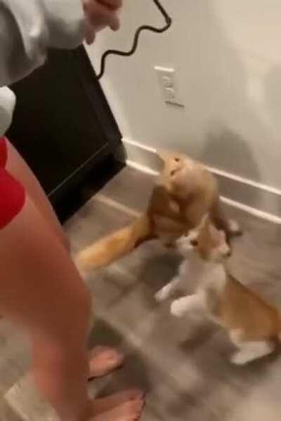 just give us our food hooman