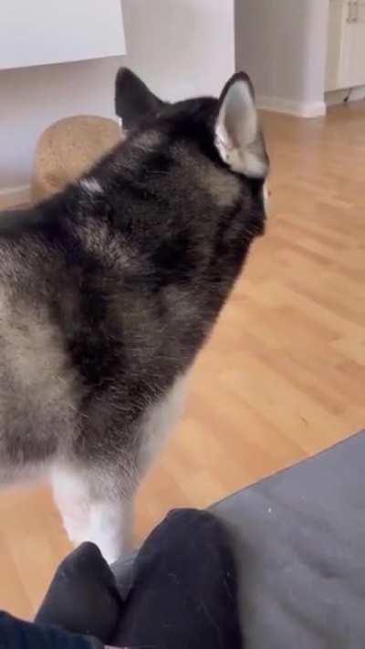 My house, my rules, Gorgeous pup btw