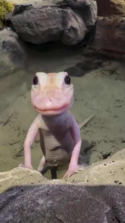 The stare of an Apex Predator