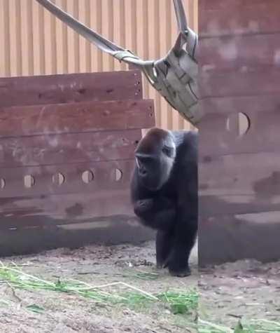 Gorilla mom spits water at annoying son. 🤣
