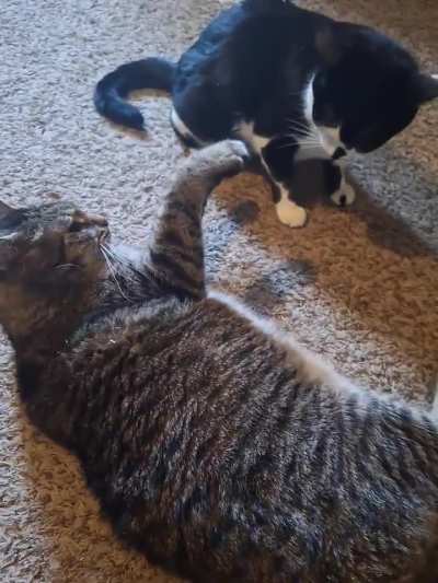 Armani was trying really hard to slap Cosmo,lol.