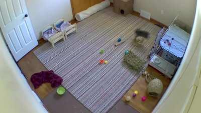 If you don’t already have a camera in your bunny room, you’re probably missing out on some serious zoomies 🏃🏼‍♂️💨