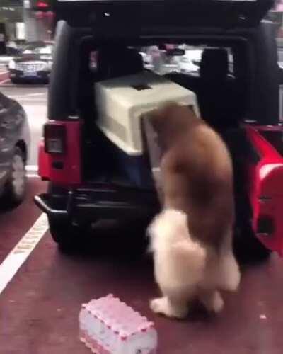 To get the dog in the car