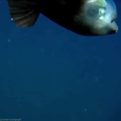The Barreleye Fish stands out as one of the most bizarre ocean creatures. Two small indentations where eyes might normally appear on a fish are actually the barreleye’s olfactory organs, and its eyes are two glowing green orbs behind its face that gaze up