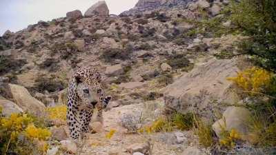 🔥A rare sighting of the critically endangered Arabian Leopard, recorded in the Dhofar Mountains in southern Oman🔥