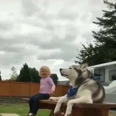 Husky throwing tantrum with little girl.