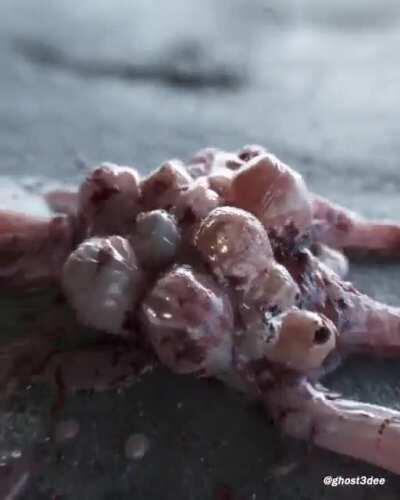 Faceless alien Joe, searching for a new host. Vellum + Flip sim.