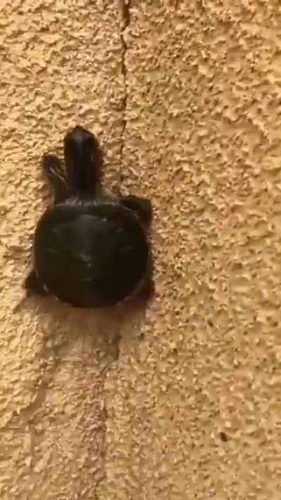 Então essa é a tartaruga ninja?