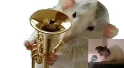 Average Rat Empire musician: