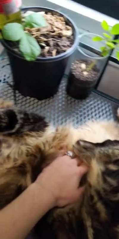 Happy birthday to our 2 year old, 26lb unit Maine coon!