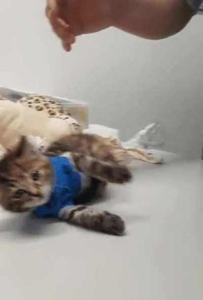 Cat encountered an error: vet testing chest bandage