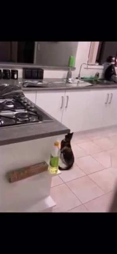 Guy “Foils” cats habit of jumping on the counter XD