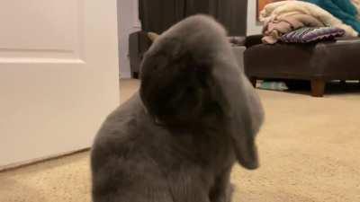 I’m pretty sure they like the fan.