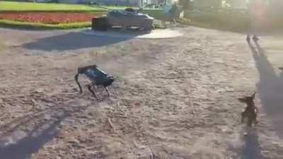 SaintsPetersburg. Russian's dog park