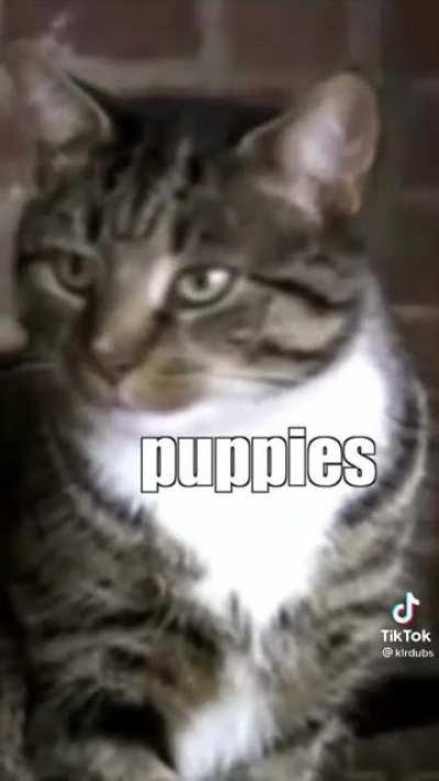 Apparently their called puppies