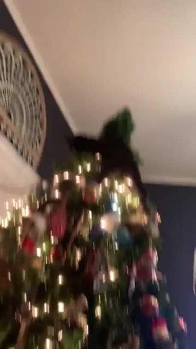 People that say having teenagers is hard have clearly never had kittens.