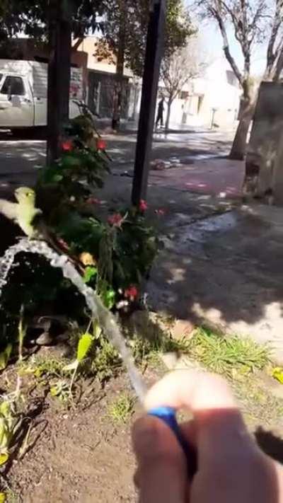 🔥 Hummingbird playing in the stream of water from a hose