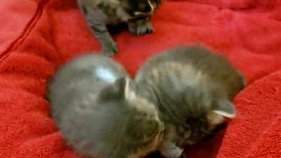 Had to break up a brutal fight between these criminals