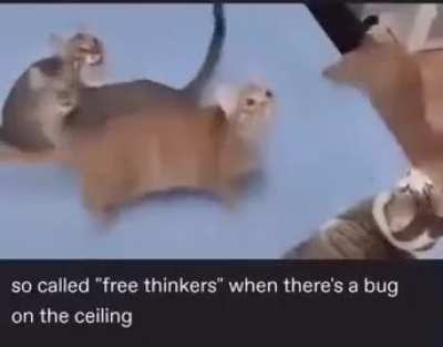 Big wunkus is watching