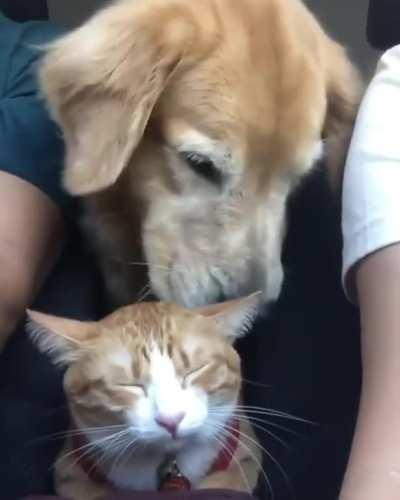 Stuck,on a road trip with the dog