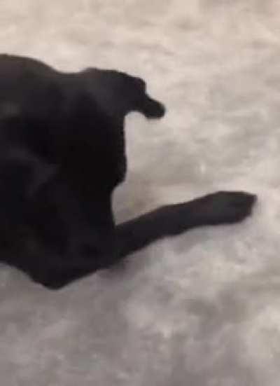 What!? Where'd it go?